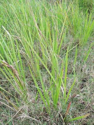 Cogon Grass