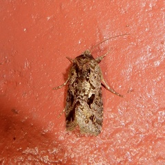 Chrysodeixis permissa