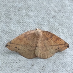Syncirsodes primata