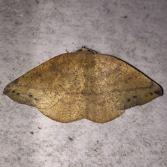 Syncirsodes primata