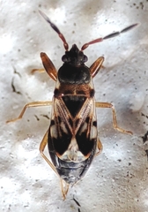Scolopostethus