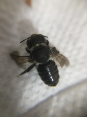 Lithurgus atratus