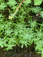 Callitriche hamulata