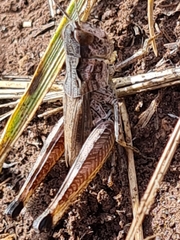 Gomphocerus sibiricus