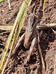 Gomphocerus sibiricus