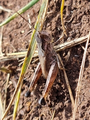 Gomphocerus sibiricus