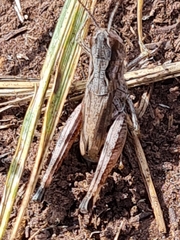 Gomphocerus sibiricus