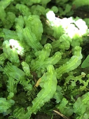 Pallavicinia
