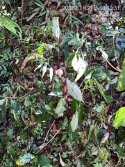 Balanophora laxiflora