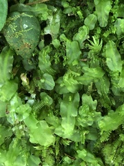 Pallavicinia