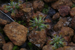 Drosera spilos
