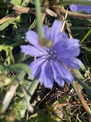 Cichorium intybus