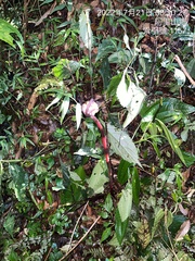 Balanophora laxiflora