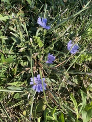 Cichorium intybus
