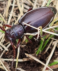 Eodorcadion carinatum