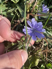 Cichorium intybus
