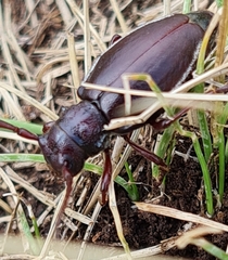 Eodorcadion carinatum