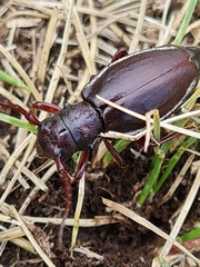 Eodorcadion carinatum