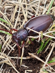 Eodorcadion carinatum