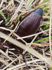 Eodorcadion carinatum