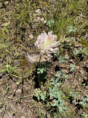 Trifolium macrocephalum