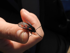 Zygaena exulans