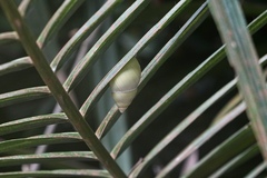 Amphidromus atricallosus