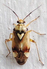 Miridae