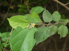 Grewia abutilifolia