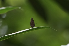 Arhopala muta
