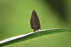 Arhopala muta