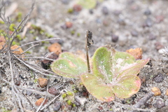 Drosera magna