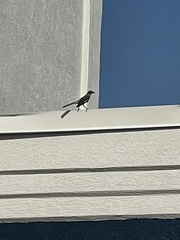 Mimus polyglottos