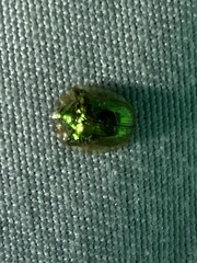 Charidotella succinea