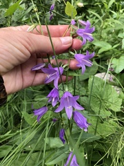 Campanula rapunculoides