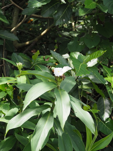Hellenia speciosa