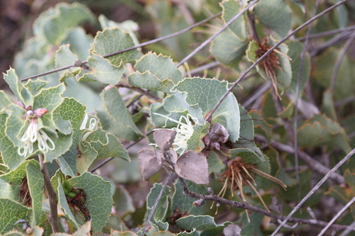 Image of Hakea conchifolia by (c) Hugo Innes, some rights reserved (CC BY)