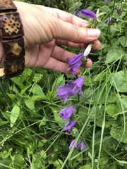 Campanula rapunculoides