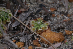 Drosera spilos