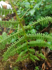 Athyrium filix-femina