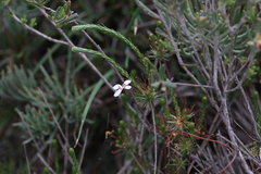 Stylidium repens