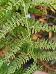 Athyrium filix-femina