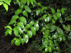 Chiococca nitida