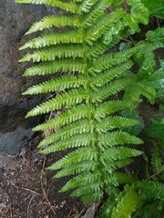 Dryopteris filix-mas