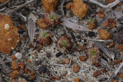 Drosera spilos