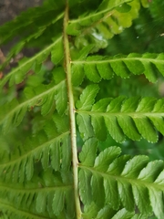 Dryopteris filix-mas
