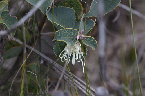 Image of Hakea conchifolia by (c) Hugo Innes, some rights reserved (CC BY)