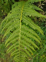 Athyrium filix-femina