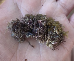 Ellisolandia elongata