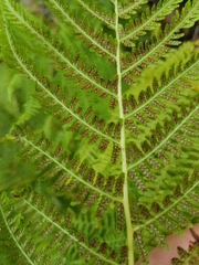 Athyrium filix-femina